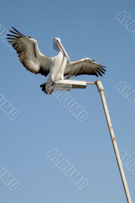 Pelican Landing