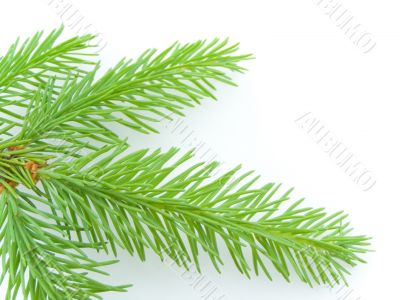 firtree firtree