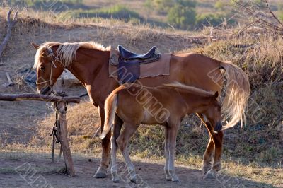 horses