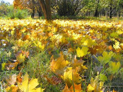 Yellow autumn maple leaves on the ground