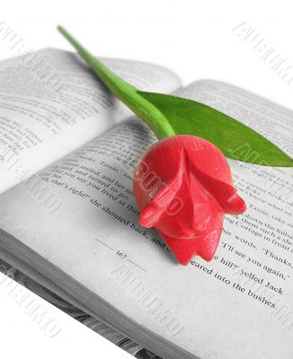Tulip on Book