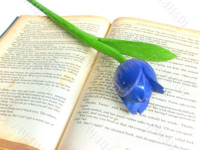 Tulip on Book