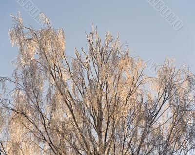 rime on birch