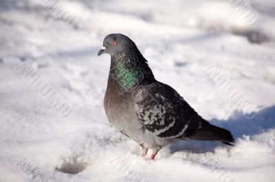 Pigeon on snow