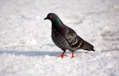 Pigeon