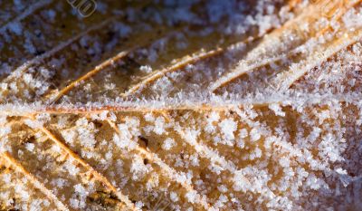 Autumn leaf close up