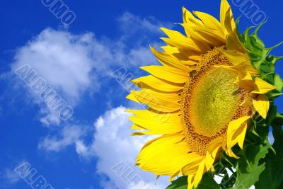 nice yellow suflower on a blue sky background
