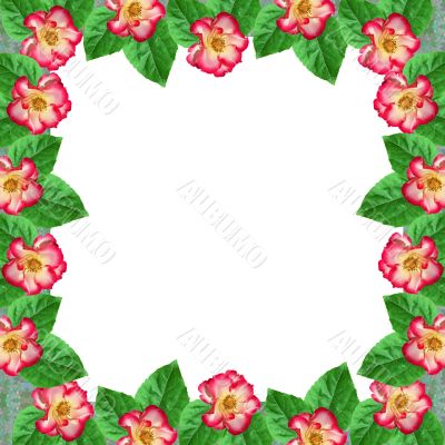 Framework from roses Framework from roses