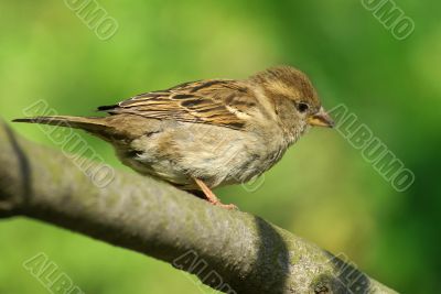 little sparrow with yellow beak