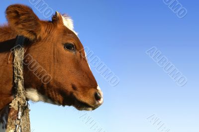 Cow in profile