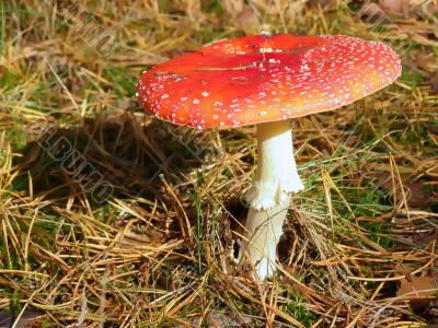 fly agaric