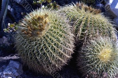 Group of mexican cactuses