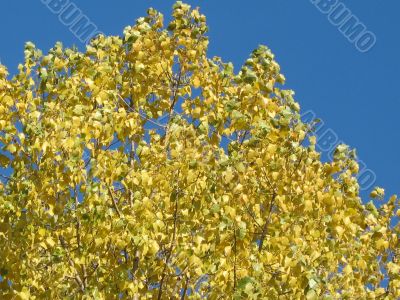 autumn scene: coloured leaves