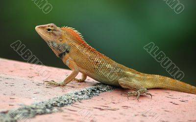 Common Tree Lizard