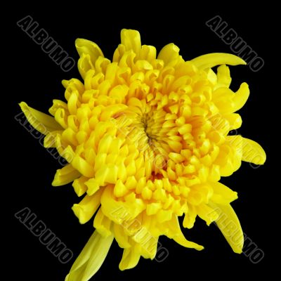 chrysanthemum