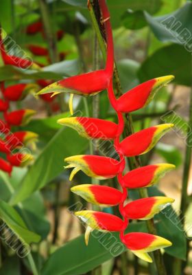 Heliconia