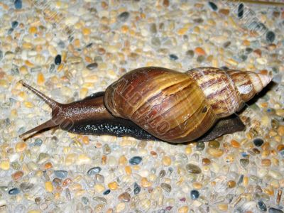 Snail