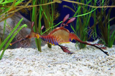 Sea Dragon