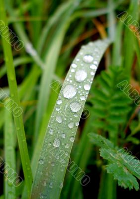dew on the grass dew on the grass