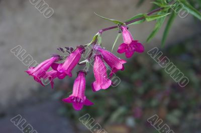 Penstemon garnet Penstemon garnet