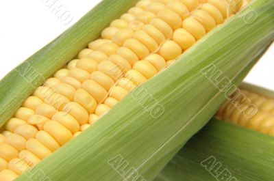 Corn in Cob 3
