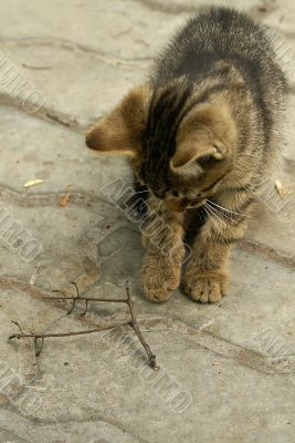 playful kitten