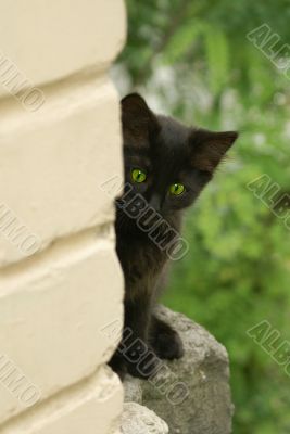 black kitten