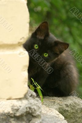 black kitten 2