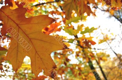 Autumn leaves Autumn leaves