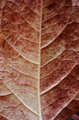 Leaf macro Leaf macro