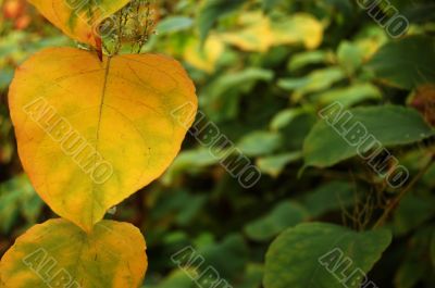 Autumn leaves Autumn leaves