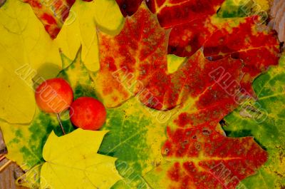 Autumn leaves Autumn leaves
