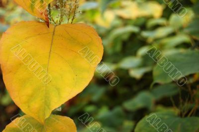 Autumn leaves Autumn leaves