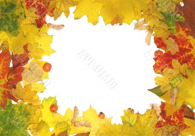 Autumn frame Autumn frame