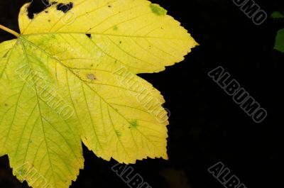 Autumn leaf Autumn leaf