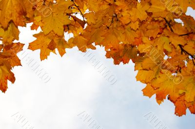 Leaves and blue sky Leaves and blue sky
