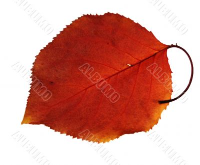 Autumn leaf Autumn leaf
