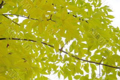 Autumn leaves Autumn leaves
