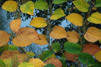 Autumn leaves Autumn leaves