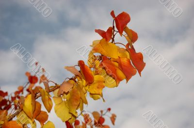 Leaves and blue sky Leaves and blue sky