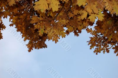 Leaves and blue sky Leaves and blue sky