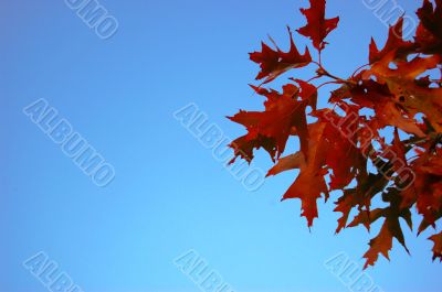 Leaves and blue sky