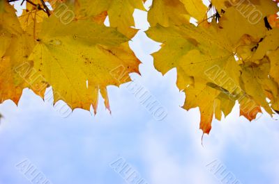 Leaves and blue sky Leaves and blue sky