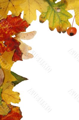 Autumn frame Autumn frame