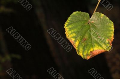 Autumn leaf Autumn leaf