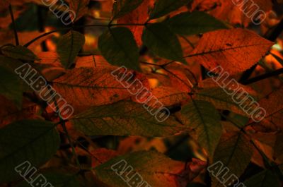 Autumn leaves Autumn leaves