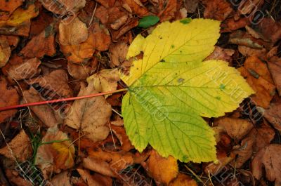 Autumn leaves Autumn leaves