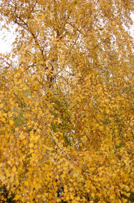 Autumn leaves Autumn leaves