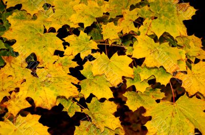 Autumn leaves Autumn leaves
