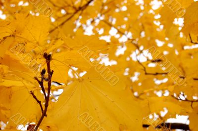 Autumn leaves Autumn leaves